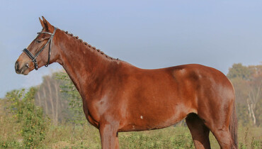 Advertisement; In The Spotlight – Kilara BE- ST Z to be offered at Brightwells Elite December Auction