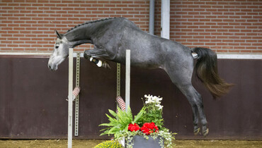 Advertisement: In The Spotlight – Cindy  to be offered at Brightwells Elite December Auction