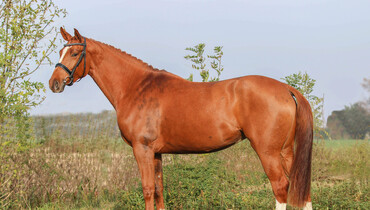 Advertisement: In The Spotlight – Qualyse BE-ST Z to be offered at Brightwells Elite December Auction
