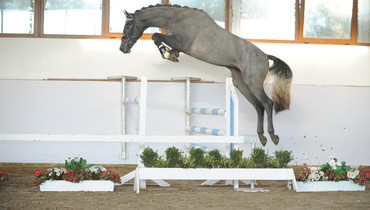 Advertisement: In The Spotlight – Gandalf to be offered at Brightwells Elite December Auction