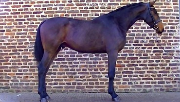 Advertisement: In The Spotlight – Cas WP Z to be offered at Brightwells Elite December Auction