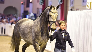 Stakkatol-daughter sold for 1.7 million Euro at P.S.I. Auction