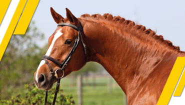 German Horse Center: A unique source of high performance horses