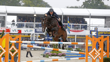 33 stallions approved for Studbook Zangersheide