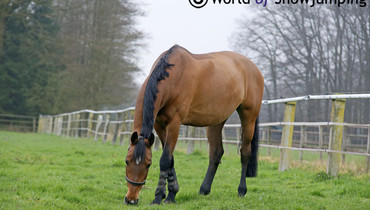 A foal for Noltes Küchengirl and Plot Blue