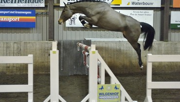 In the spotlight; Top showjumpers go to Aintree