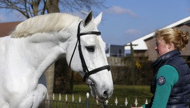 Up-To-Date with: The breeding legend VDL Cardento