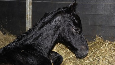 A full brother to As Cold as Ice Z is born