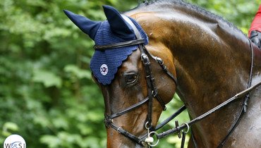 Images | Beautiful horses in Rotterdam