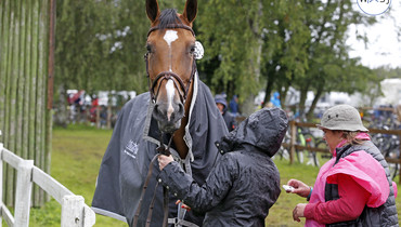 Images | Vet-check at a rainy Falsterbo