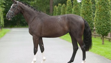 In the spotlight; Cordina (Cordynox x Peking)