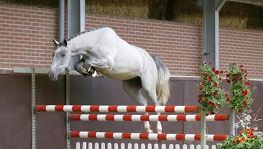 In the spotlight; Iggy Pop (Dallas VDL x Indorado)