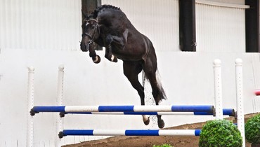 In the spotlight; Daminos (Diarado x Cachas)