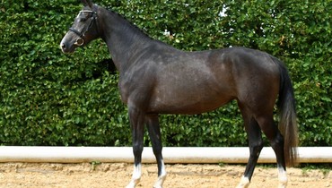 In the spotlight; Claretina (Clarimo x Caretino)