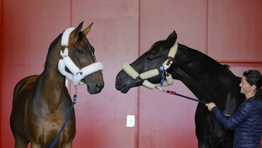 Jumping horses take off from Liege to Rio
