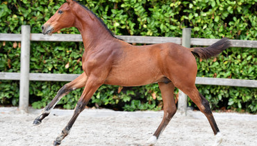 Second edition of Foal Auction 111 during De Kraal International