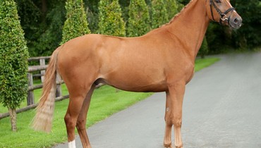 In the spotlight; Viktor (Van Helsing x Champion Du Lys)