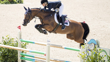 A successful week for former Holsteiner Auction Foal – Lintea Tequila