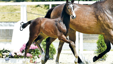 The Elite Foal Auction with offspring from Cornet Obolensky, For Pleasure, Balou du Rouet and more