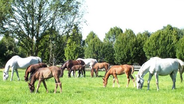 Eric Goossens from Haras de la Vie: Eight healthy foals, but it is not all roses...