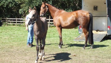 Eric Goossens from Haras de la Vie: Auction time for Porto de la Vie