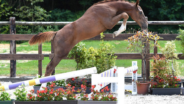 Discover your future star at the 2016 Belgian Foal Auction
