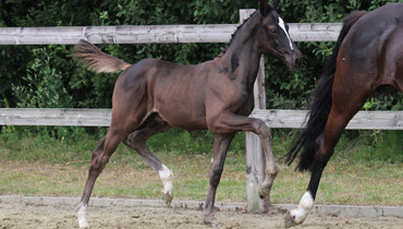 Auction Twinkeling presents 29 foals and an exclusive embryo by Comme Il Faut x Sister of Hello Sanctos