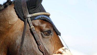 Beautiful horses at the Longines Masters of Los Angeles