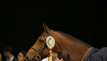 Highlights from the Los Angeles Longines Speed Challenge