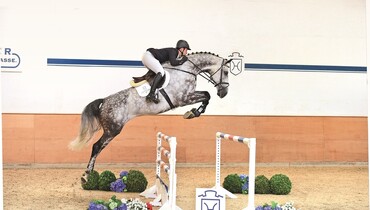 Half-brother of Glock’s Cognac Champblanc to be sold over the Holsteiner Elite Auction
