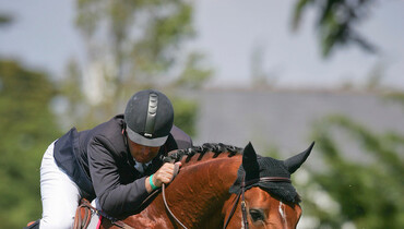 Does the apple fall far from the tree? Kashmir van Schuttershof and some of his offspring