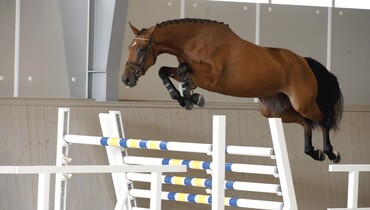 Half brother of H&M All In to be sold at Swedish Select Horse Sale 2016
