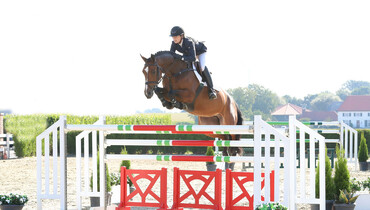 Holger Hetzel’s 12th Sport Horse Sales: the Auction Collection is ONLINE
