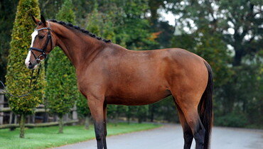 In the Spotlight – Ivascalle (Baltic VDL x Lincoln)