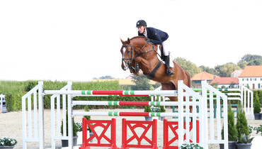 Holger Hetzel Sport Horse Sales presents: Enorm (Spartacus x Ultimo)