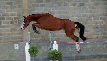 In The Spotlight – Amore JG Z (Andiamo VH Kapelhof Z - Quasimodo Z)
