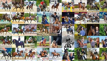 Verden Auction – a brand for success!
