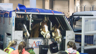 Equine royalty arrives in Hong Kong