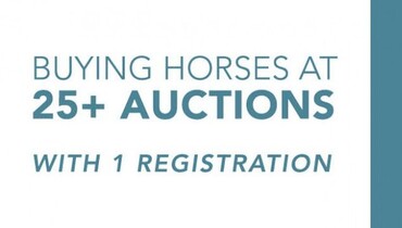 Equinia - the perfect solution for international horse buyers