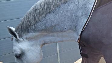 Groom Guidance: Water – a serious life-and-death issue...by Kay Neatham