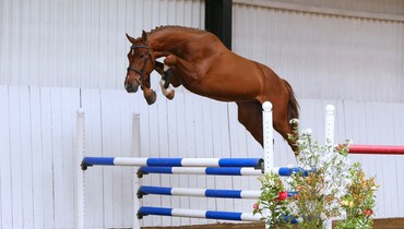 Brightwells Aintree Sport Horse Sale presents; Variant (Viscount x Perpignon)