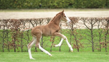 Holsteiner Foal Auction Sale in Klein Flottbek: Eight Casall Foals– Eight Opportunities