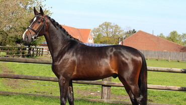 Brightwells Aintree Sport Horse Sale presents; Fallon Z (For Money x Franco)