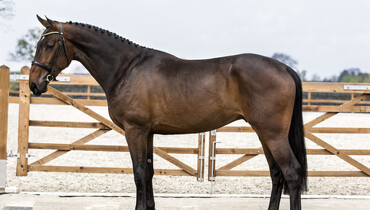 Brightwells Aintree Sport Horse Sale presents; Jackman (Starpower x Silverstone)