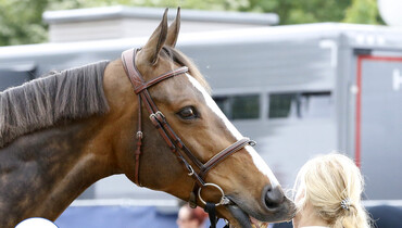 Images from the vet-check at CSI5* Hamburg | Part one