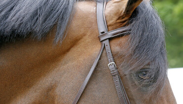 Images from the vet-check at CSI5* Hamburg | Part two