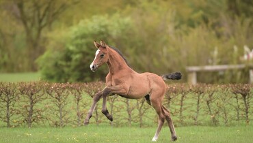 Holsteiner Foal Auction Sale: Offspring by Young Sires and Sport Horse Icons
