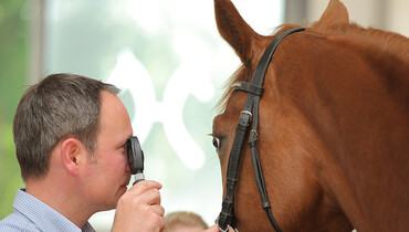 The Verden auctions from the vet’s point of view: Personal care is ensured!