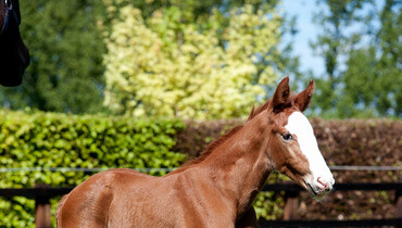 Bolesworth Elite Auction raises the roof: Tinka’s Star makes £92,000