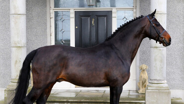 Cobra 18 – a stallion about to strike
